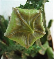 Edithcolea grandis 1